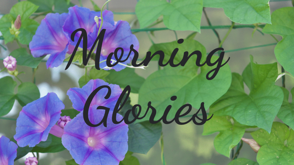 1920x1080 WOW Morning Glories without name